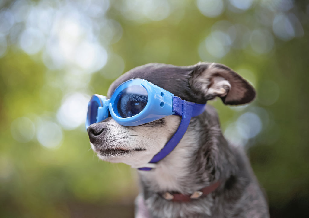 Goggles for cheap chihuahuas